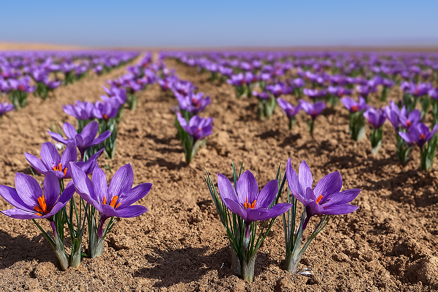 Buying Saffron Online? 7 Things You Must Check First